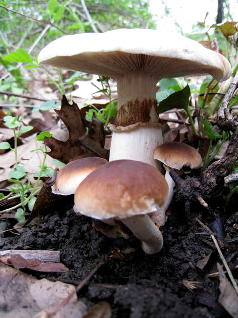 Agrocybe aegerita ...nel bosco